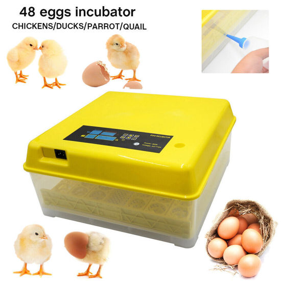Picture of 48 Egg Digital Incubator